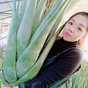 荟植妍坊  谷生白总部头像