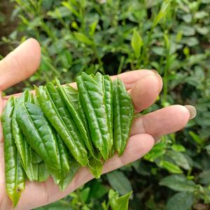 天天开开心心头像