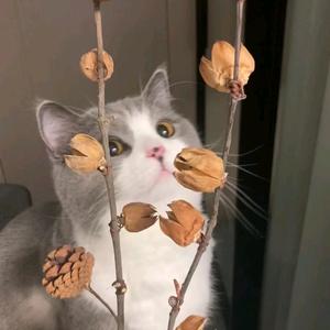 三个娃的奶奶头像