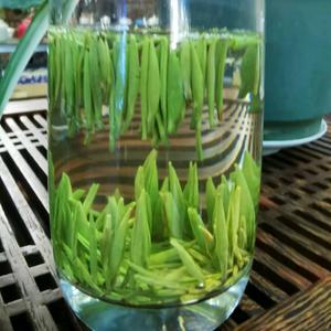 人生一杯茶头像