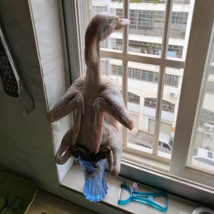 俊宜动物乐园头像