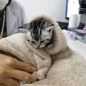 马格南是只猫头像