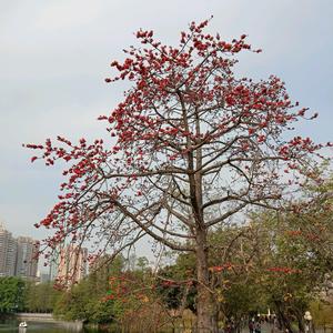 杨桃英头像