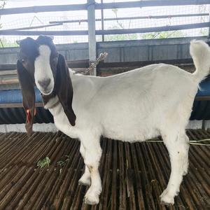 萨能奶山羊南阳种羊场头像