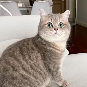 蹲草的猫猫头像