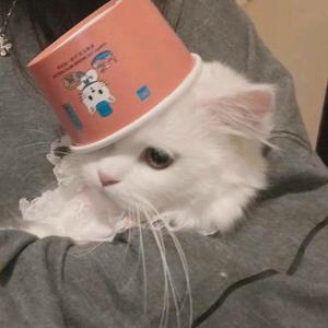 嘎嘎嘎嘎嘎ga头像