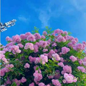 随缘而安889头像