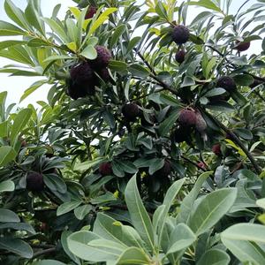 农人黑皮（慈溪荸荠杨梅）头像