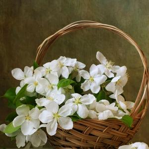 但愿人长久头像