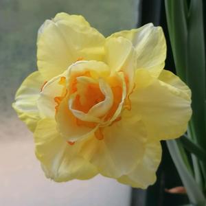 捕捉一只布谷头像