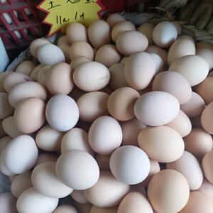 小赵土鸡蛋头像