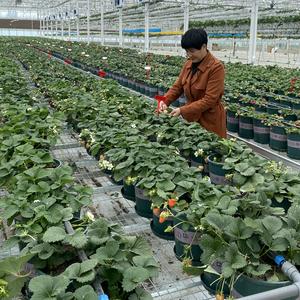 王老师讲草莓头像