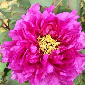 雨中的小草头像