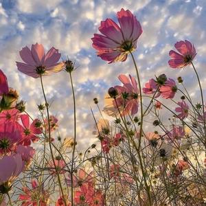 🌈幸福像花一样🍀俪头像