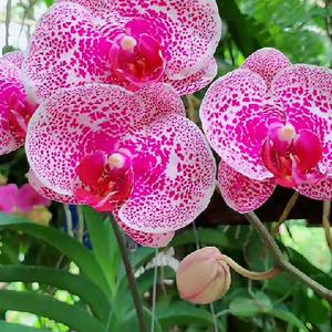 心想事成2868896520864头像