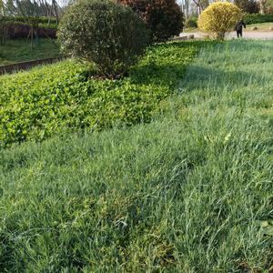 善良的人爱笑头像