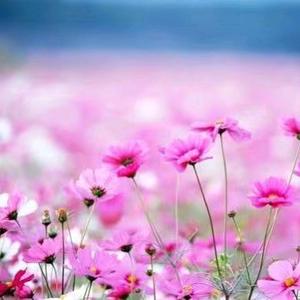 小吴生活好物甄选头像