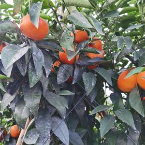 云南阳信祥卢文森头像