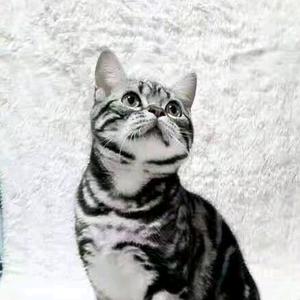 🐯️ 老猫 🐯️头像