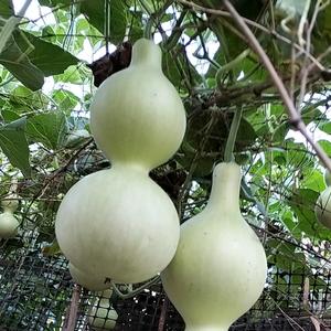 土养童姥哒头像