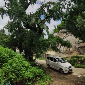 Z道法自然Z头像