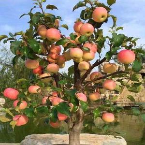 孟姐，拒绝私聊头像