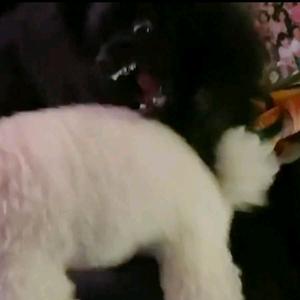 就不吃胡萝卜头像