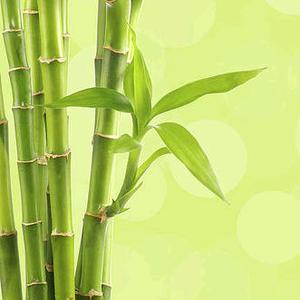 天枢头像