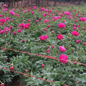 一切从头再来头像