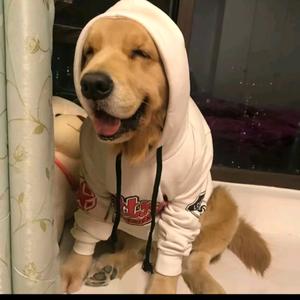 二狗的神奇传说头像