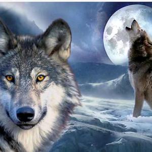 ღ狼᭄ꦿ࿐头像