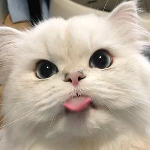 小燕燕《经典》头像