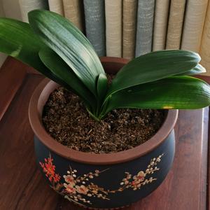 上善若水●头像