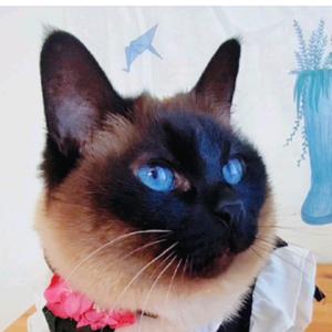 包包是只猫头像