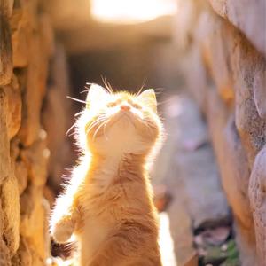 晚安别做梦v头像