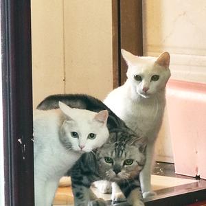 小虎妞姥姥和猫孩子们头像