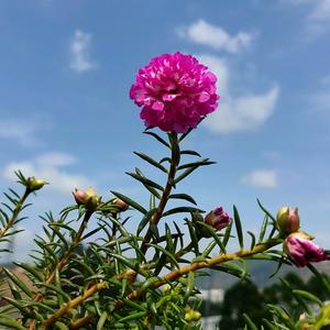 乘风乘月乘忧去头像