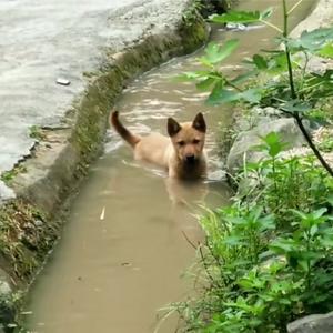 两小只～热🐶头像