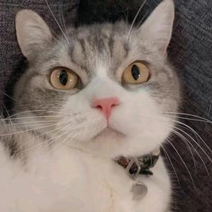 🌈柠檬糖不加糖头像