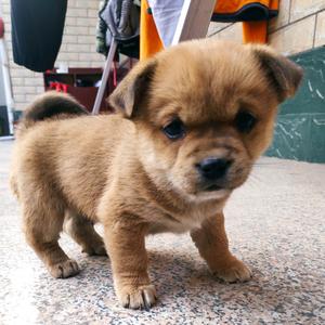 隔壁吐槽王头像