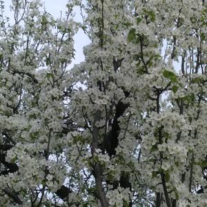 ʘᴗʘ月满西楼头像