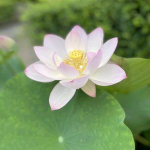 李圆慧•一生大事头像