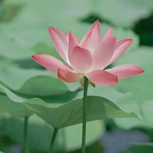 星辰大海ᵃ头像