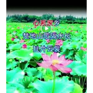 张明星的抖音 - 抖音