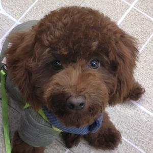 妃妃@豆豆@壮壮@甜甜泰迪犬头像