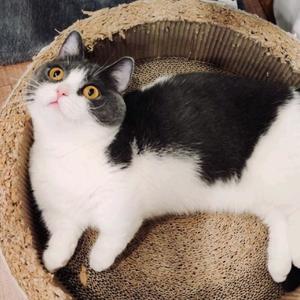 晰晰爱兔兔一万年头像