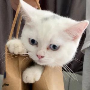 凤雏是只猫头像