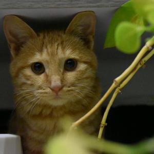 rousi哈哈哈头像