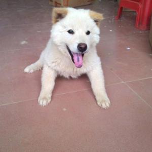 追风筝的人头像