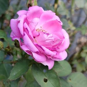 爱情不懂婚姻的苦头像